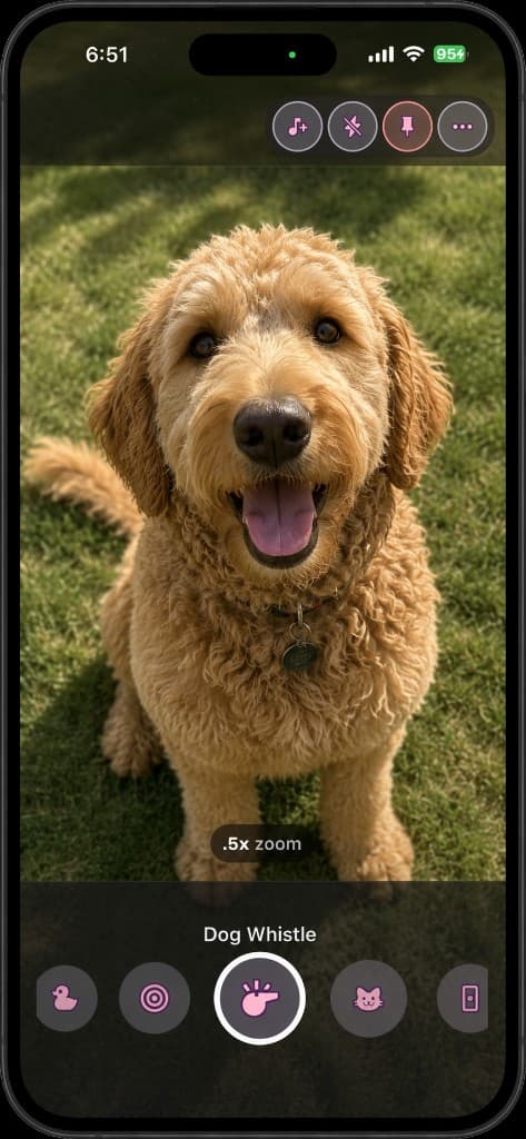 PawShot camera with dog whistle armed and a goldendoodle looking straight at the lens
