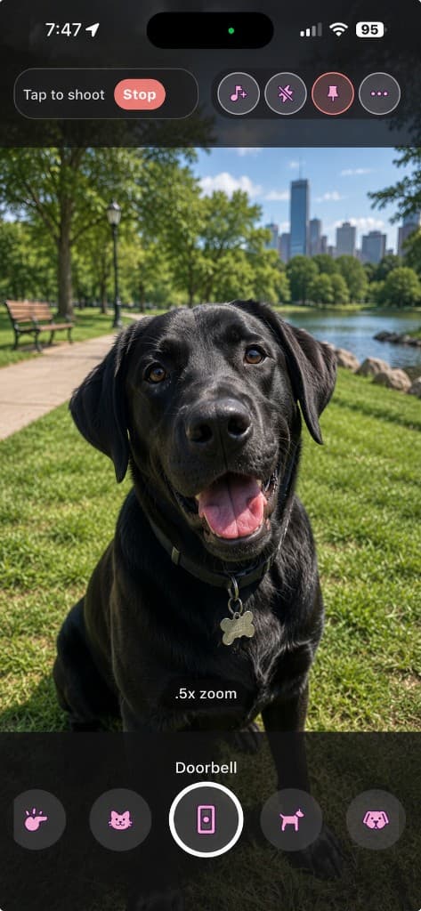 PawShot camera armed to shoot, a black lab making eye contact in a city park
